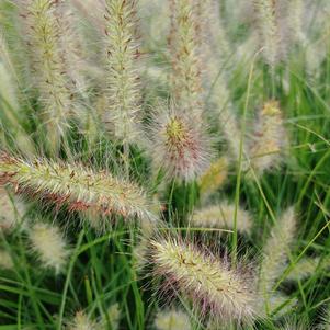 Pennisetum alopecurioudes 'Cassian'