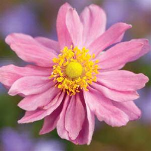 Anemone ‘Pretty Lady Emily’