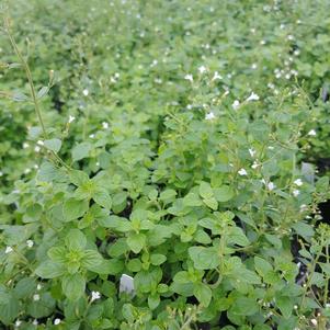 Calamintha nepeta ssp. Glandulosa 'White Cloud'