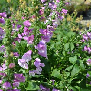 Digitalis purpurea 'Dalmation Purple'