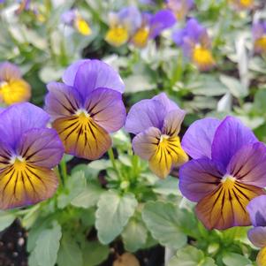 Viola x wittrockiana 