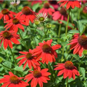 Echinacea x hybrida 'Balsomsed'