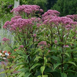 Eupatorium dubium 'Baby Joe'