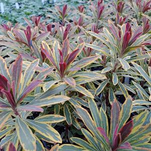 Euphorbia x martinii 'Ascot Rainbow'