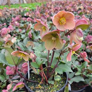 Helleborus x ericsmithii 'COSEH 710'