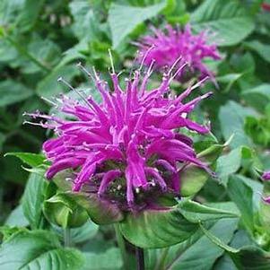 Monarda 'Blaustrumpf'