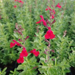 Salvia greggii 'Furman's Red'