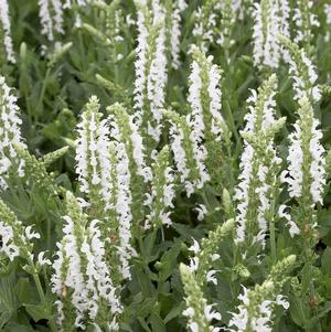 Salvia x sylvestris 'Snow Hill'