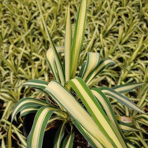 Yucca filamentosa 'Color Guard'