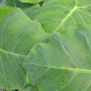 Colocasia esculenta 'Thailand Giant'