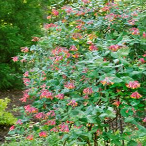 Lonicera sempervirens 