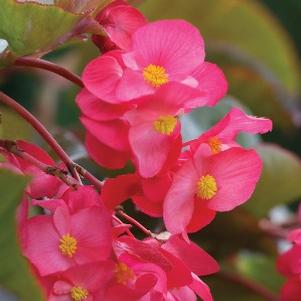 Begonia x benariensis 