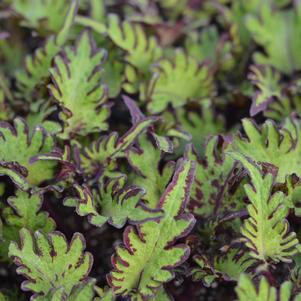 Solenostemon scutellarioides 