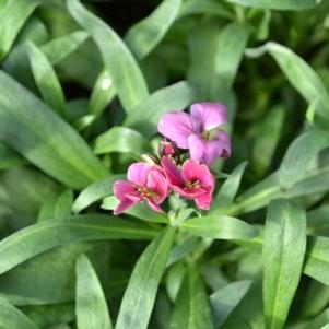 Erysimum cheiri 