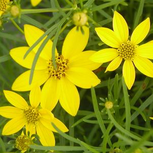 Coreopsis verticillata 'Zagreb'