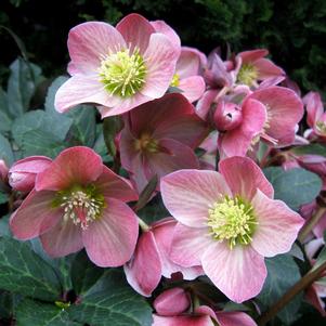 Helleborus x ballardiae 'COSEH 810'