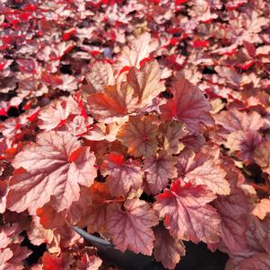 Heuchera x hybrida 'Carnival Watermelon'