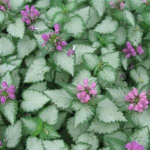 Lamium maculatum 'Orchid Frost'