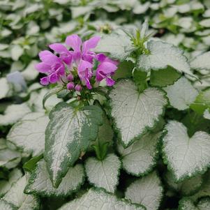 Lamium maculatum 'Purple Dragon'