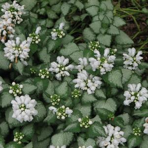 Lamium maculatum 'White Nancy'