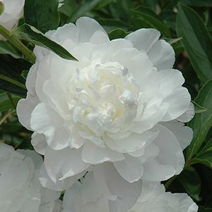 Paeonia lactiflora 'Moonstone'