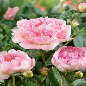 Paeonia lactiflora 'Raspberry Sundae'