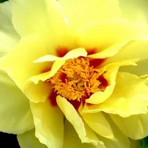 Paeonia itoh 'Bartzella'