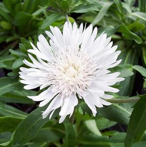 Stokesia laevis 'Divinity'