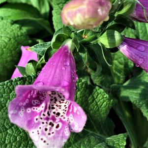 Digitalis purpurea 'Foxy'