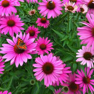 Echinacea purpurea 'Magnus'