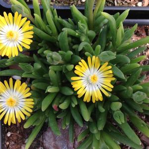 Delosperma hybrid 'Jewel of Desert Peridot'