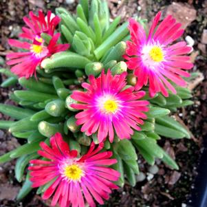 Delosperma hybrid 'Jewel of Desert Garnet'