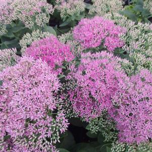 Sedum spectabile 'Neon'