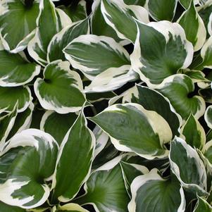 Hosta x 'Minuteman'