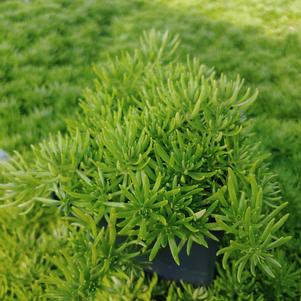 Sedum mexicanum 'Lemon Ball'