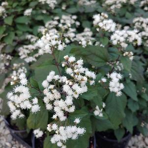 Eupatorium rugosum 'Chocolate'