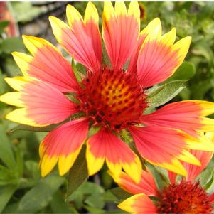 Gaillardia x grandiflora 'Goblin'