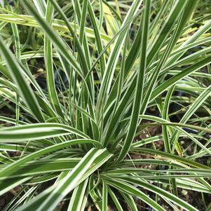 Carex oshimensis 'Carfit01'