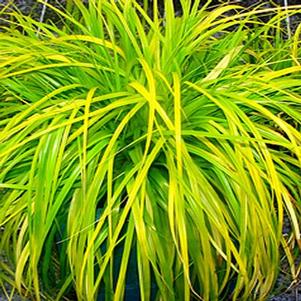 Carex oshimensis 'Everillo'