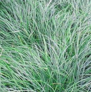 Carex flacca 'Blue Zinger'