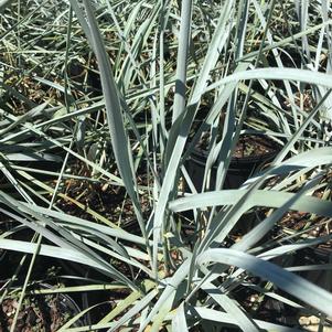 Leymus immmeyml 'Blue Dune'