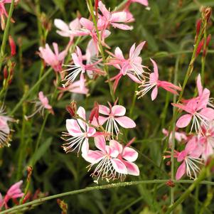 Gaura lindheimeri 'Siskiyou Pink'