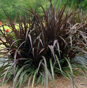 Pennisetum x 'First Knight'