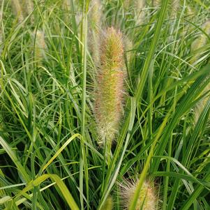 Pennisetum alopecurioudes 'Red Head'