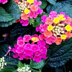 Lantana camara 'Flortanapi'