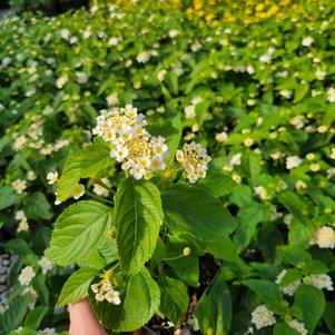 Lantana camara 'Balucwite'