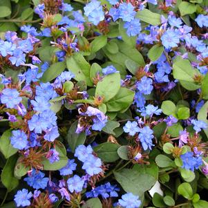 Ceratostigma plumbaginoides 