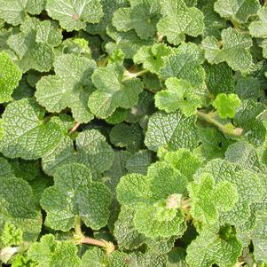 Rubus calycinoides 