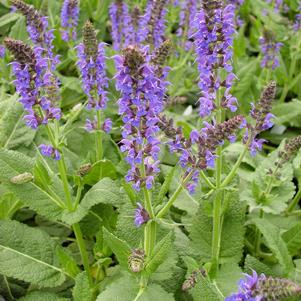 Salvia x sylvestris 'Mainacht'