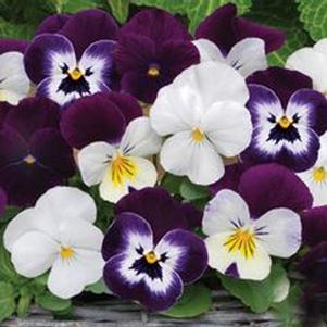 Viola cornuta 